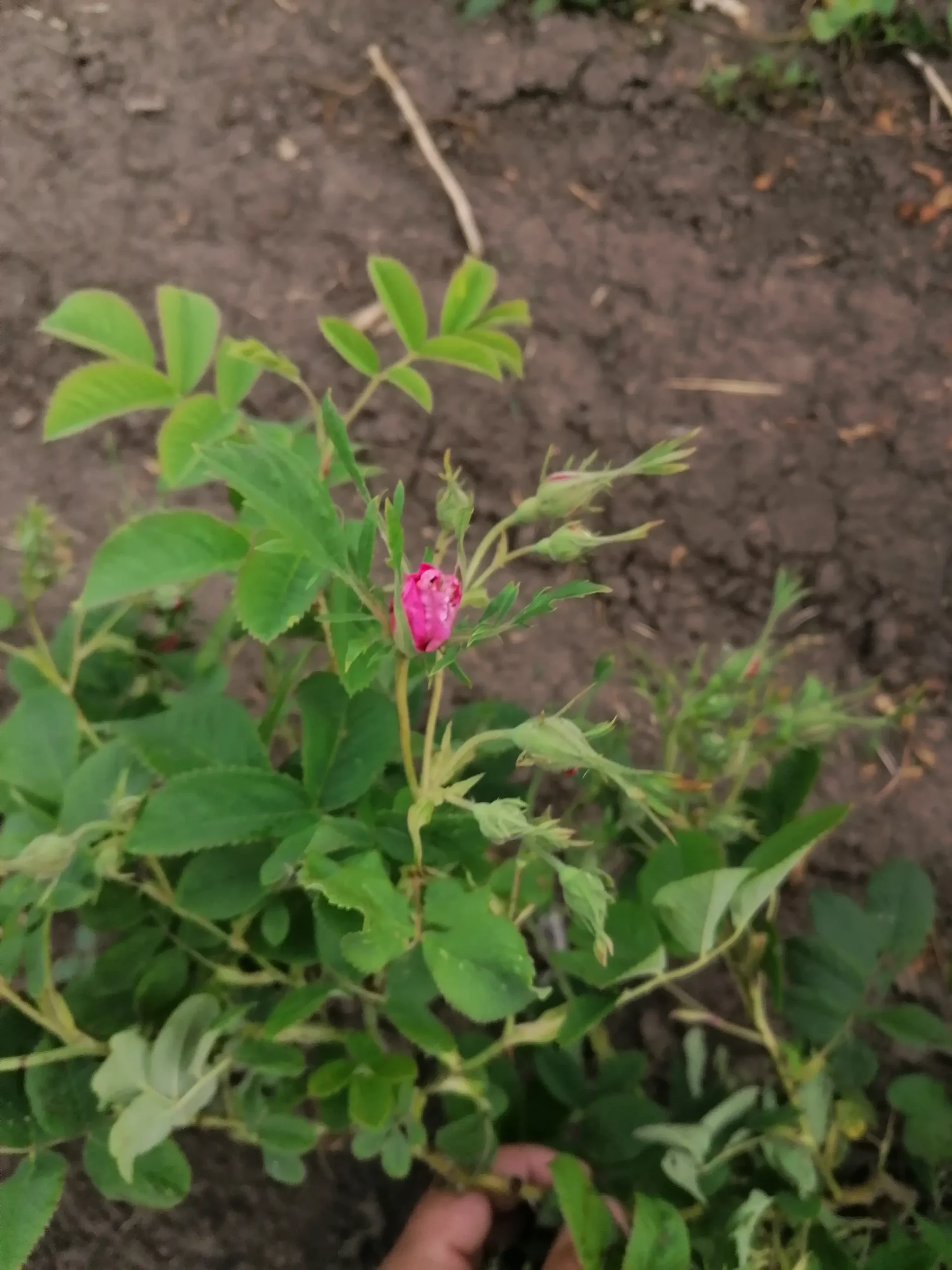 tufa_trandafir_cu_floare